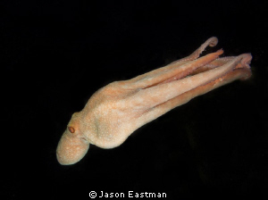 'In Flight'
A Caribbean Reef Octopus dropping down a min... by Jason Eastman 